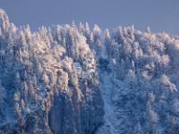 Verschneiter Bergwald im Abendlicht